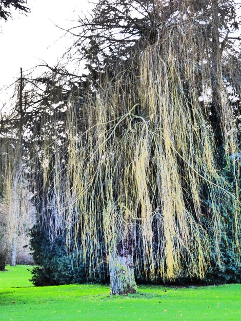 Foto bomen op het grasveld