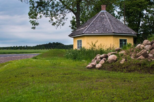 Foto bomen op het grasveld