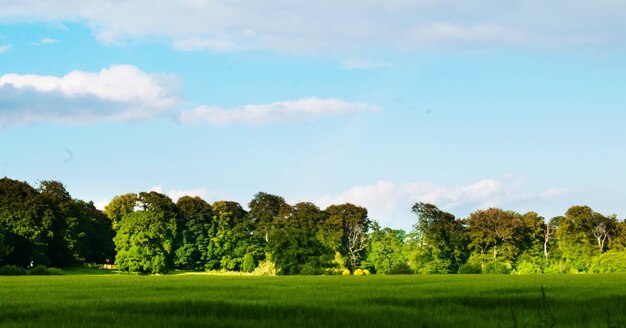 Foto bomen op het grasveld