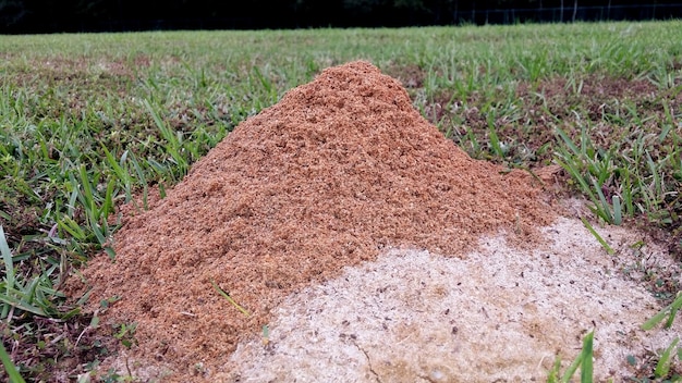 Foto bomen op het grasveld