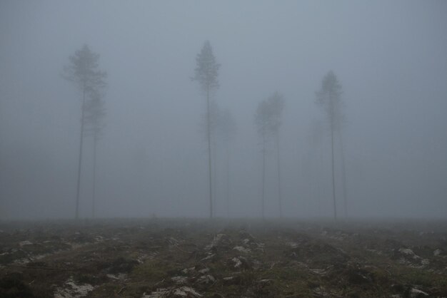 Foto bomen op het land tegen de lucht tijdens mistig weer