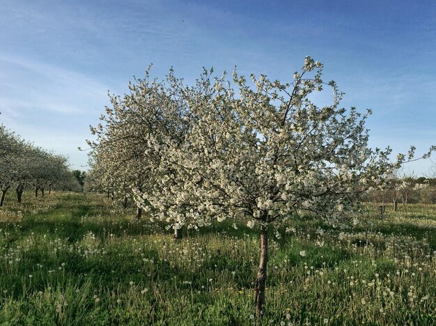 Foto bomen op het landschap tegen de lucht