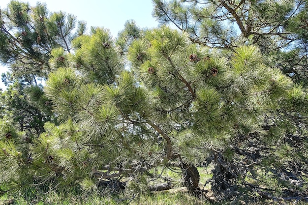 Bomen op het plateau van de Krim-bergen vanaf de top van Demerdzhi, Rusland