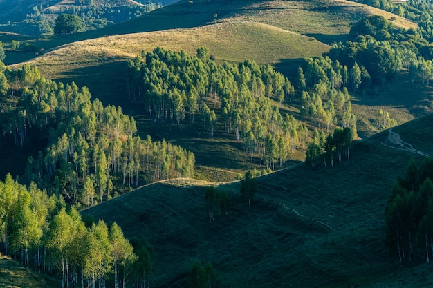 Bomen op het schilderachtige landschap van de heuvelsaard in Roemenië.