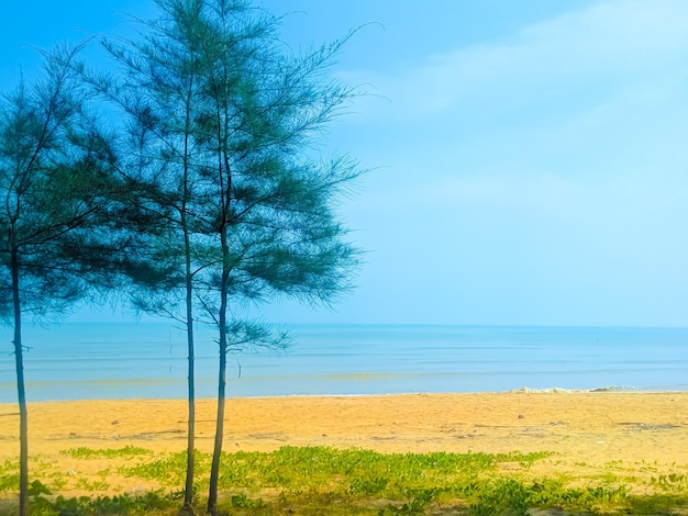 Foto bomen op het veld bij de zee tegen de lucht