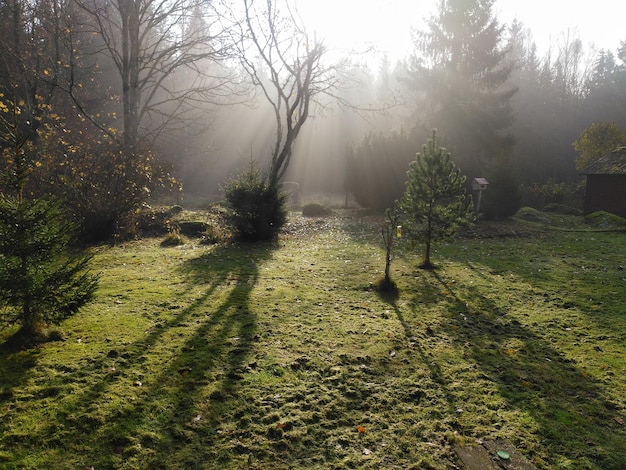 Foto bomen op het veld bij mistig weer