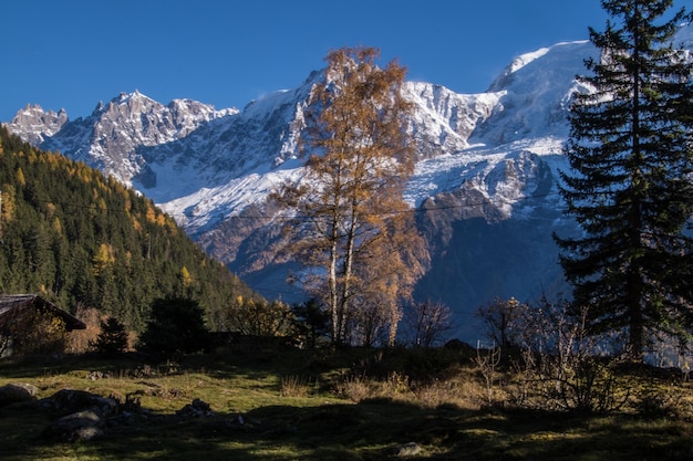 Bomen op het veld door sneeuw bedekte bergen tegen een heldere lucht
