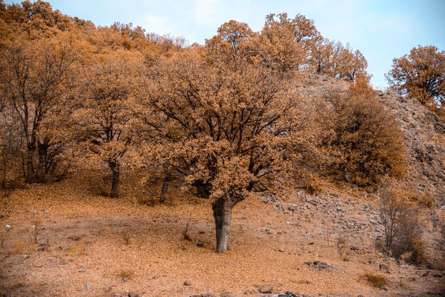 Foto bomen op het veld in de herfst