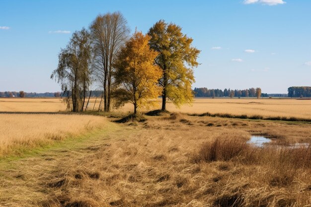 Bomen op het veld in de herfst