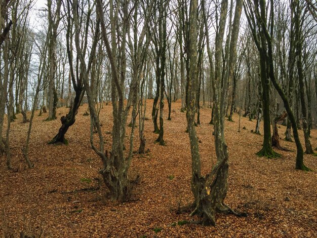 Foto bomen op het veld in het bos