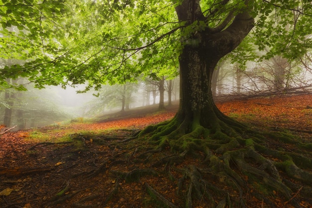 Foto bomen op het veld in het bos