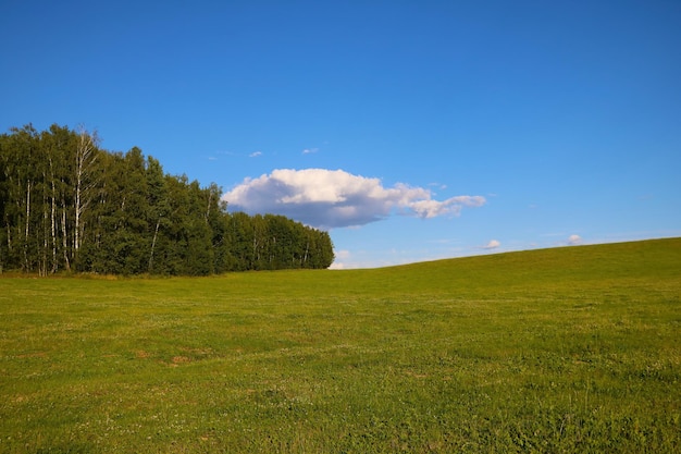 Foto bomen op het veld tegen de blauwe hemel