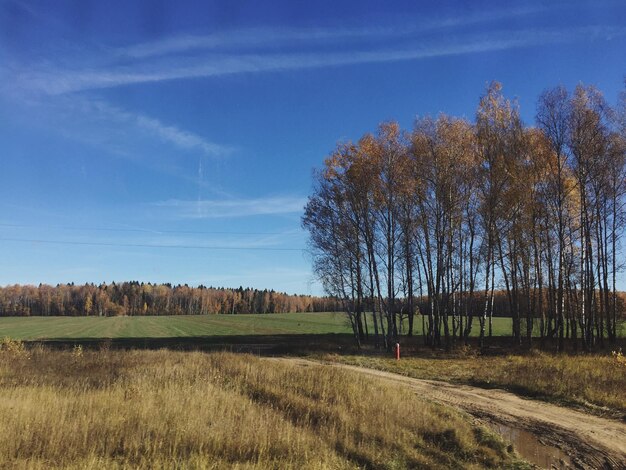 Foto bomen op het veld tegen de blauwe hemel