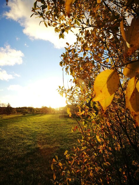 Foto bomen op het veld tegen de hemel bij zonsondergang