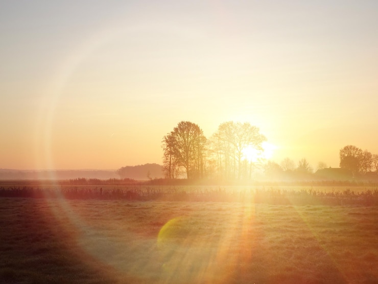 Foto bomen op het veld tegen de hemel bij zonsondergang