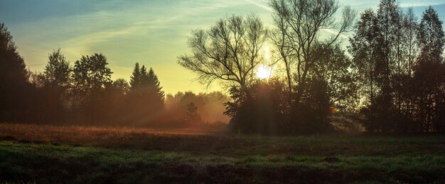 Foto bomen op het veld tegen de hemel bij zonsondergang