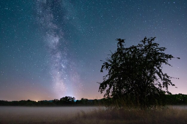 Foto bomen op het veld tegen de hemel's nachts