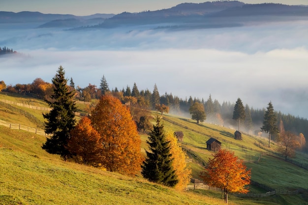 Bomen op het veld tegen de lucht in de herfst