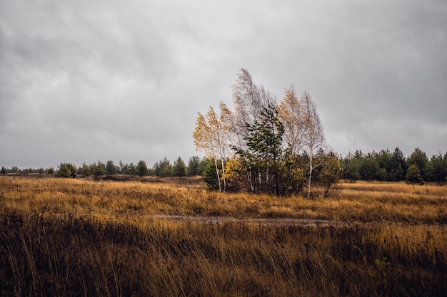 Foto bomen op het veld tegen de lucht