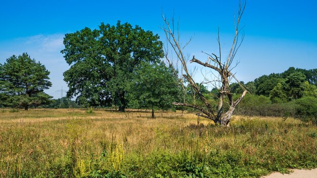 Foto bomen op het veld tegen de lucht