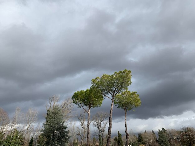 Foto bomen op het veld tegen de lucht