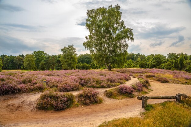 Foto bomen op het veld tegen de lucht