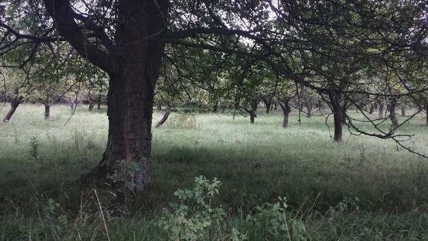 Foto bomen op het veld tegen de lucht