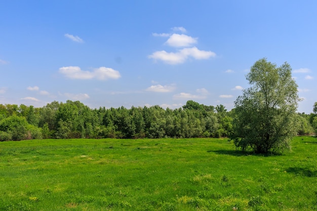 Bomen op het veld tegen de lucht