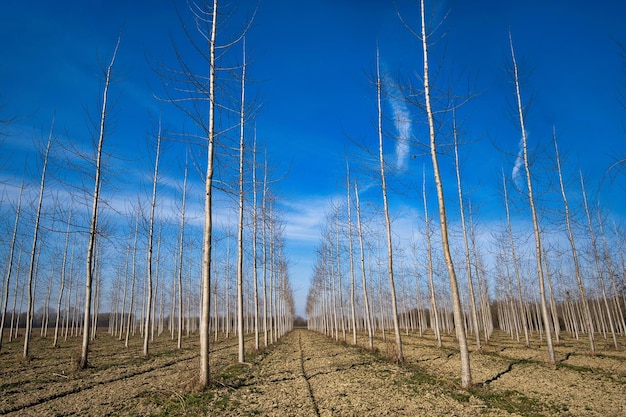 Foto bomen op het veld tegen de lucht