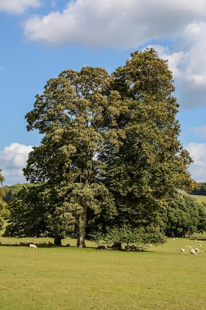 Foto bomen op het veld tegen de lucht