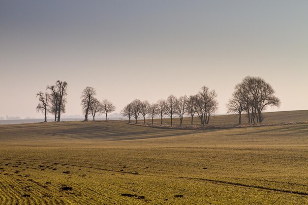 Foto bomen op het veld tegen de lucht