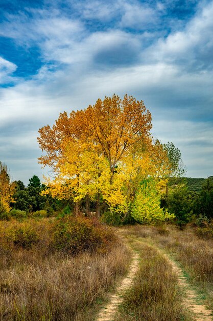 Foto bomen op het veld tegen de lucht