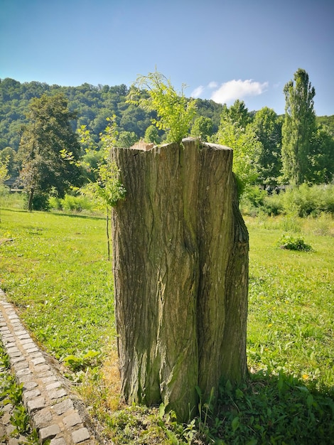 Bomen op het veld tegen de lucht