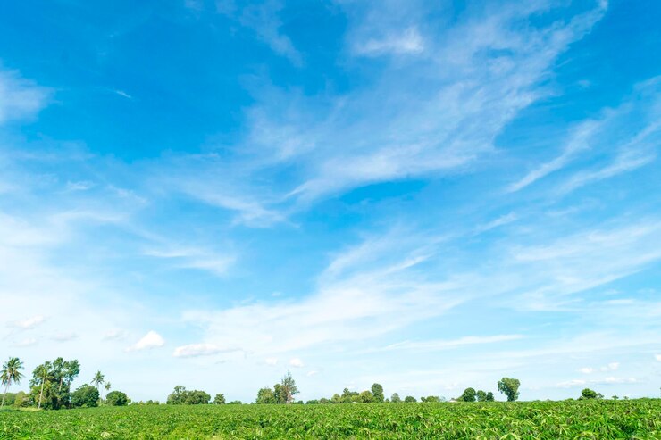 Foto bomen op het veld tegen de lucht