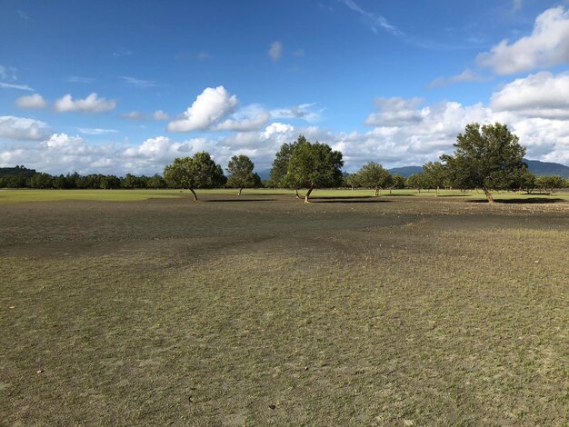 Bomen op het veld tegen de lucht