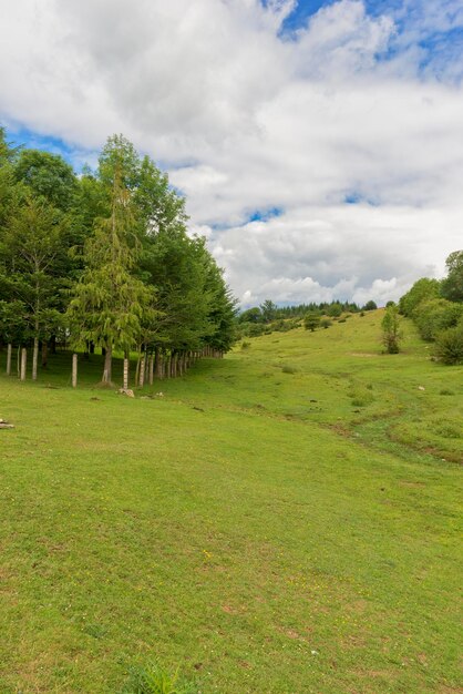 Foto bomen op het veld tegen de lucht