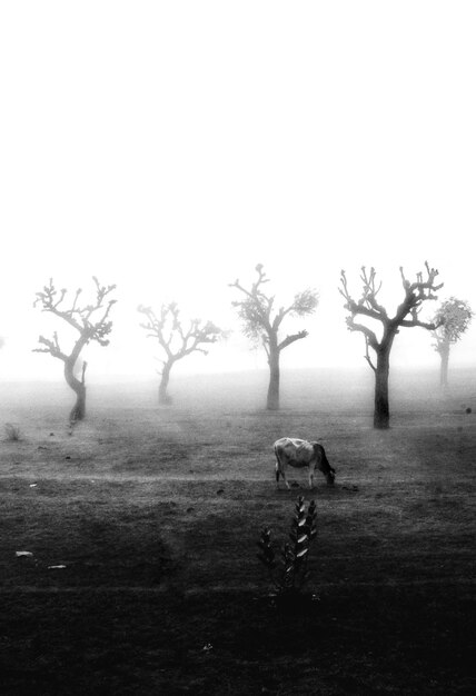 Foto bomen op het veld tegen de lucht