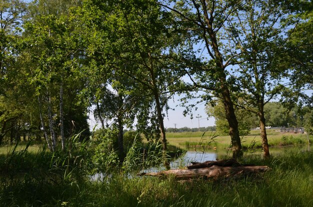 Foto bomen op het veld tegen de lucht