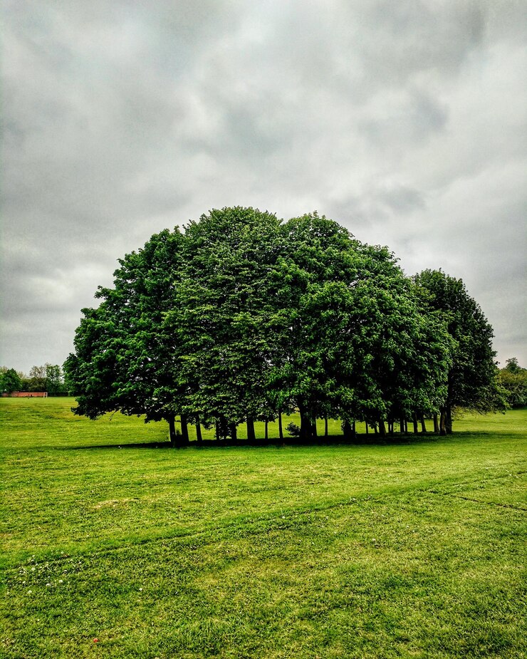 Foto bomen op het veld tegen de lucht