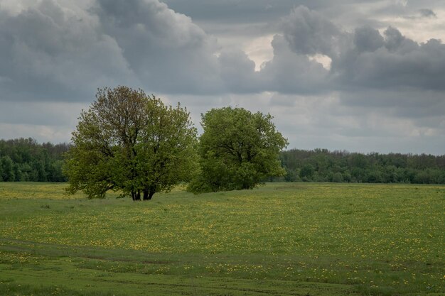 Foto bomen op het veld tegen de lucht