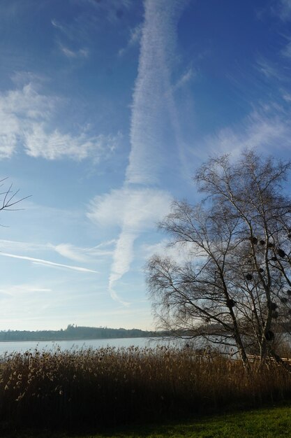 Bomen op het veld tegen de lucht