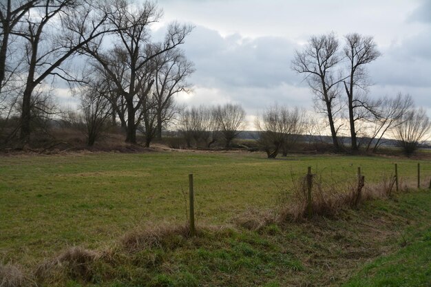 Foto bomen op het veld tegen de lucht