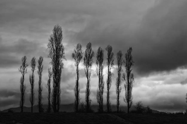 Bomen op het veld tegen de lucht