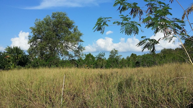 Bomen op het veld tegen de lucht