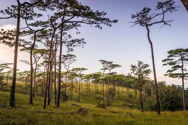 Bomen op het veld tegen de lucht