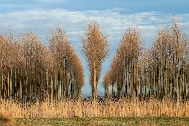 Foto bomen op het veld tegen de lucht