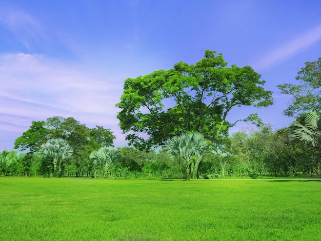 Bomen op het veld tegen de lucht