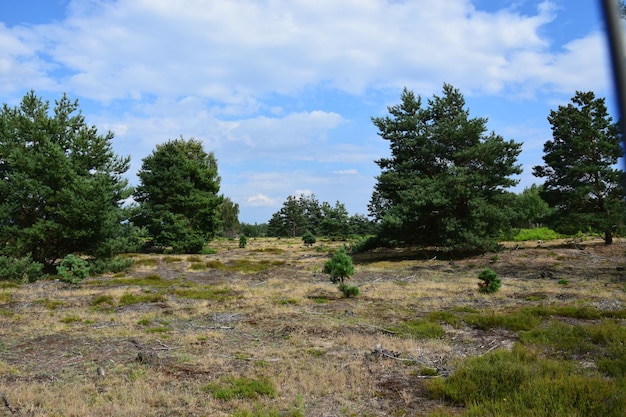 Bomen op het veld tegen een bewolkte lucht