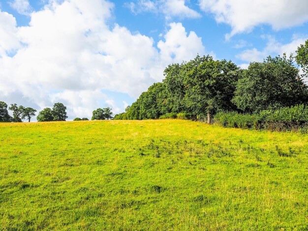 Foto bomen op het veld tegen een bewolkte lucht