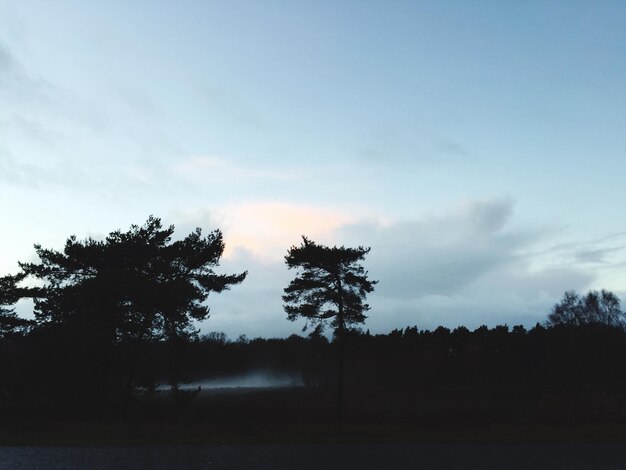 Foto bomen op het veld tegen een bewolkte lucht